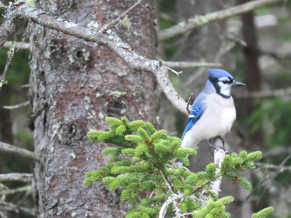 Mavi Karga - ML645169907