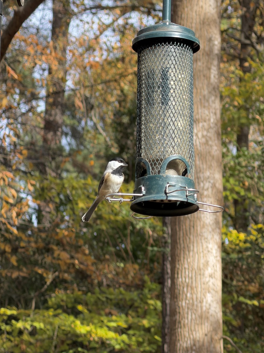 sýkora karolínská - ML645169921