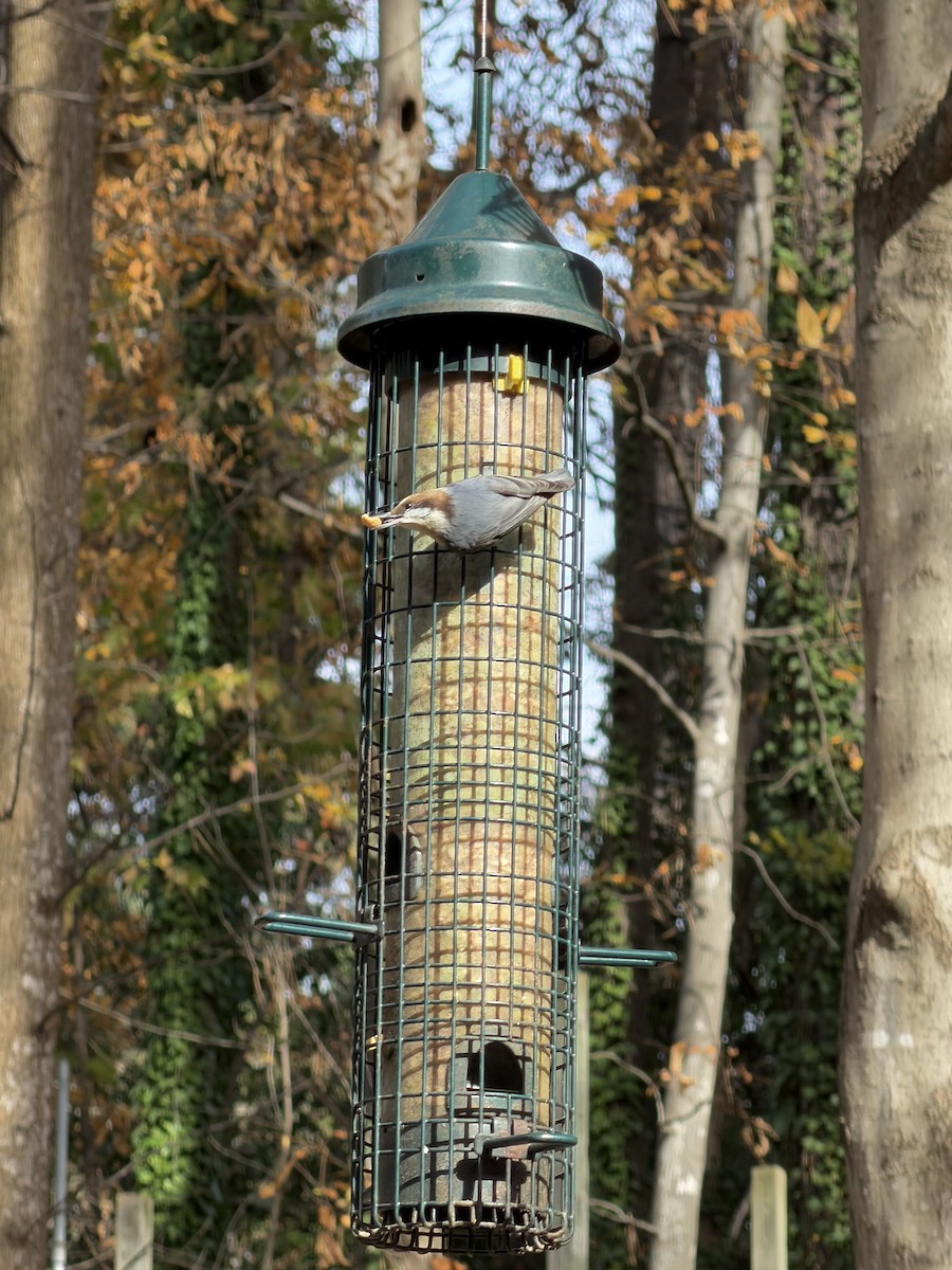 brhlík hnědohlavý - ML645169926