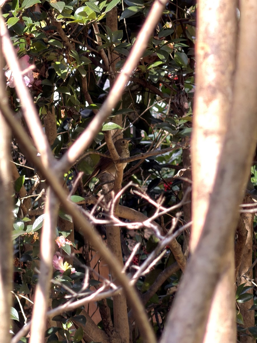 drozd rezavoocasý - ML645169928