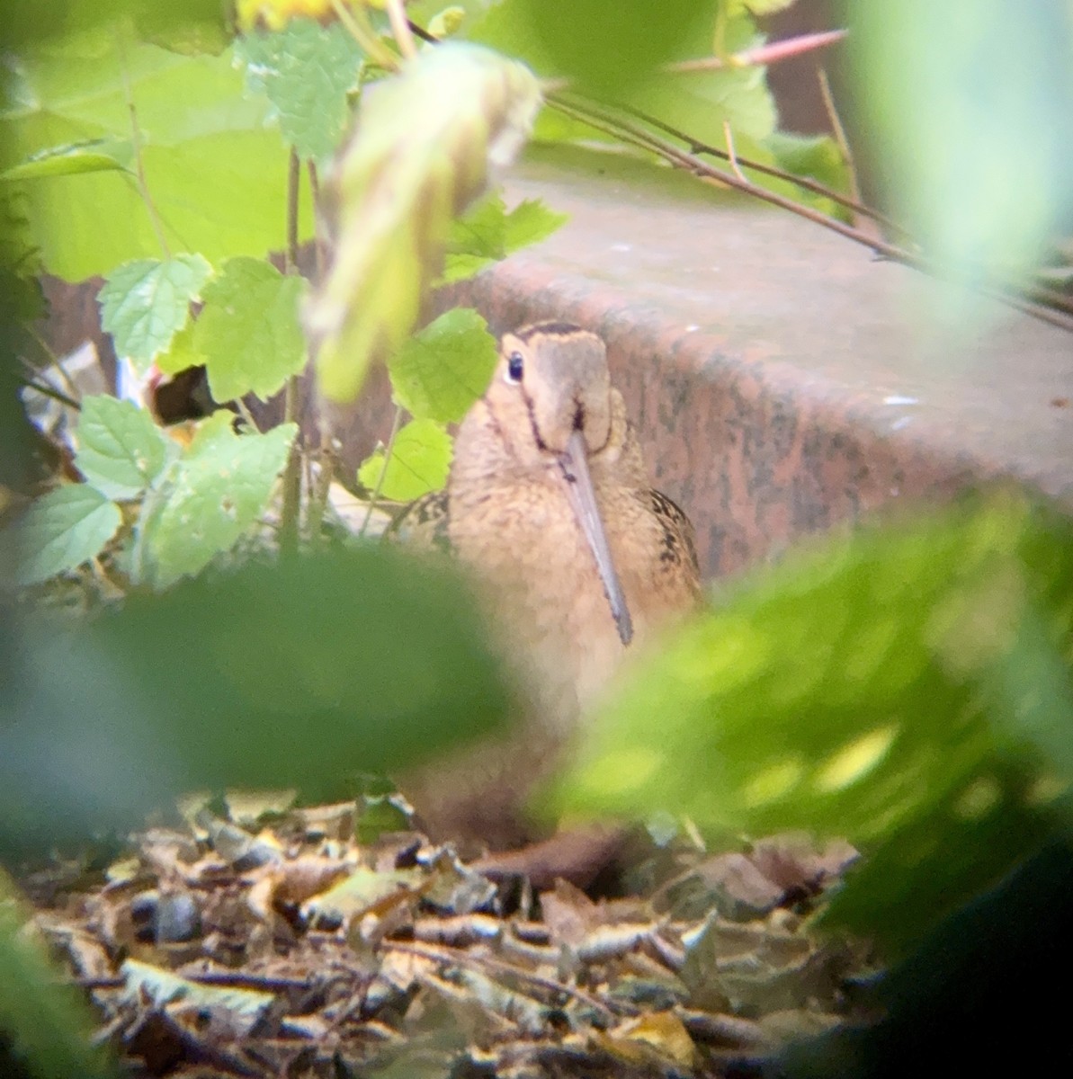 American Woodcock - ML645169934