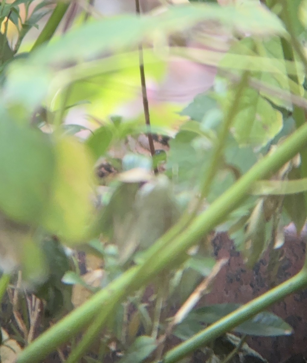 American Woodcock - ML645169935