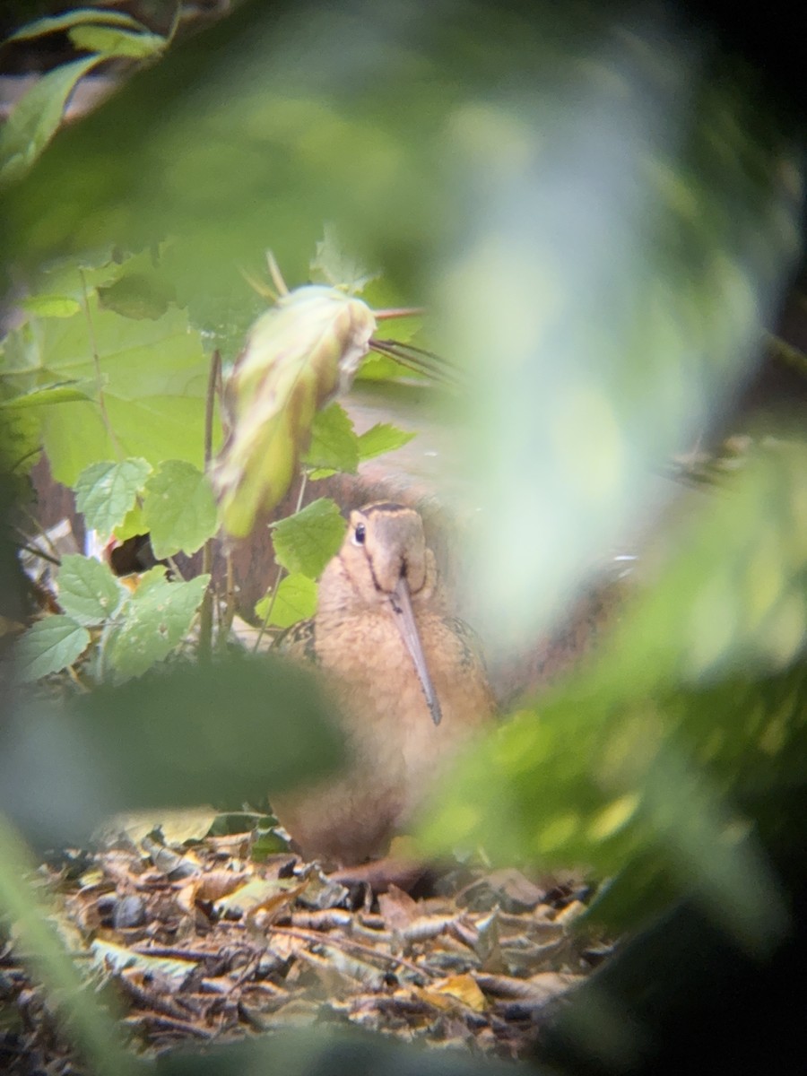 American Woodcock - ML645169936