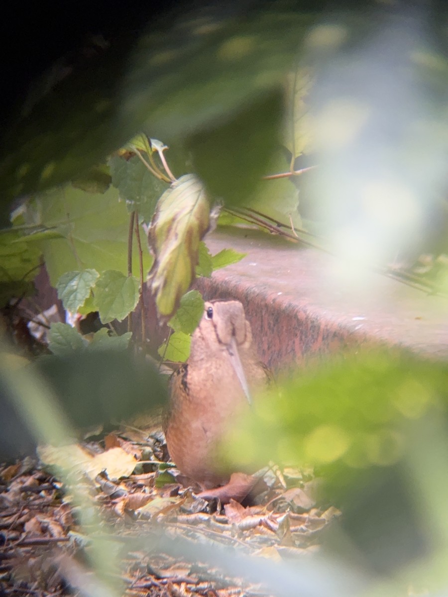 American Woodcock - ML645169937