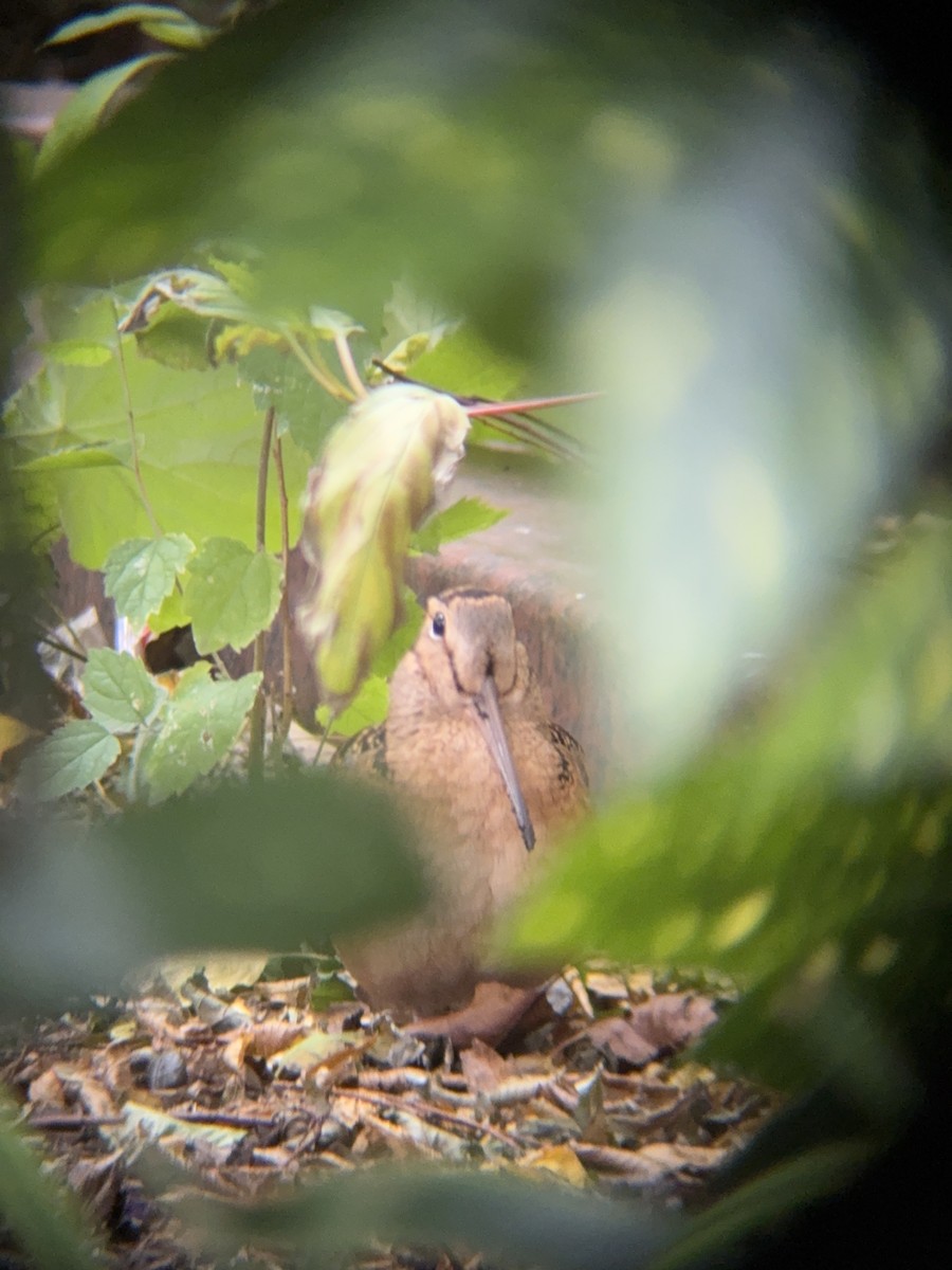 American Woodcock - ML645169938