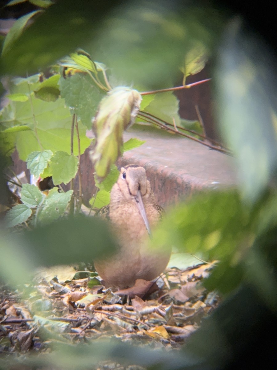 American Woodcock - ML645169939