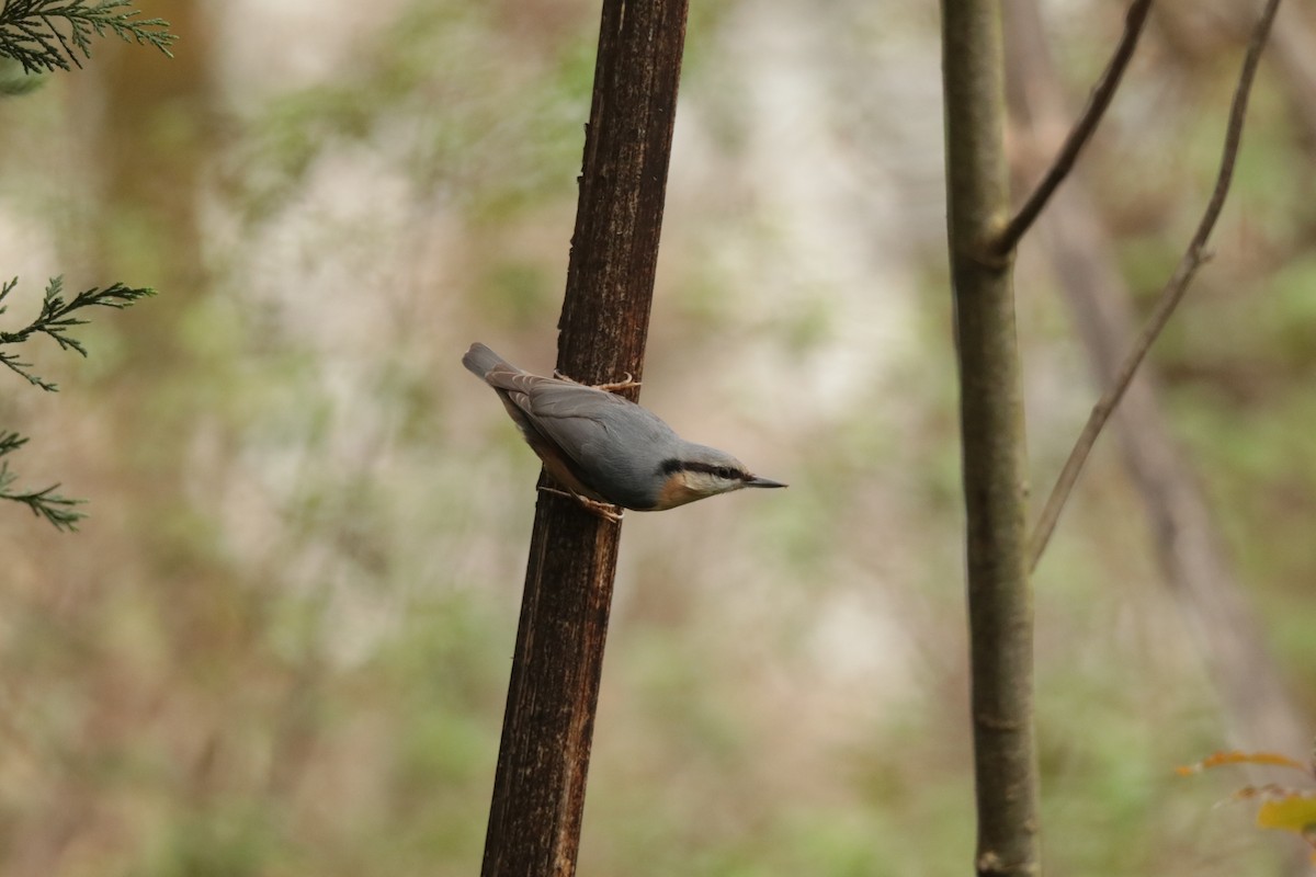 Повзик звичайний - ML645169964