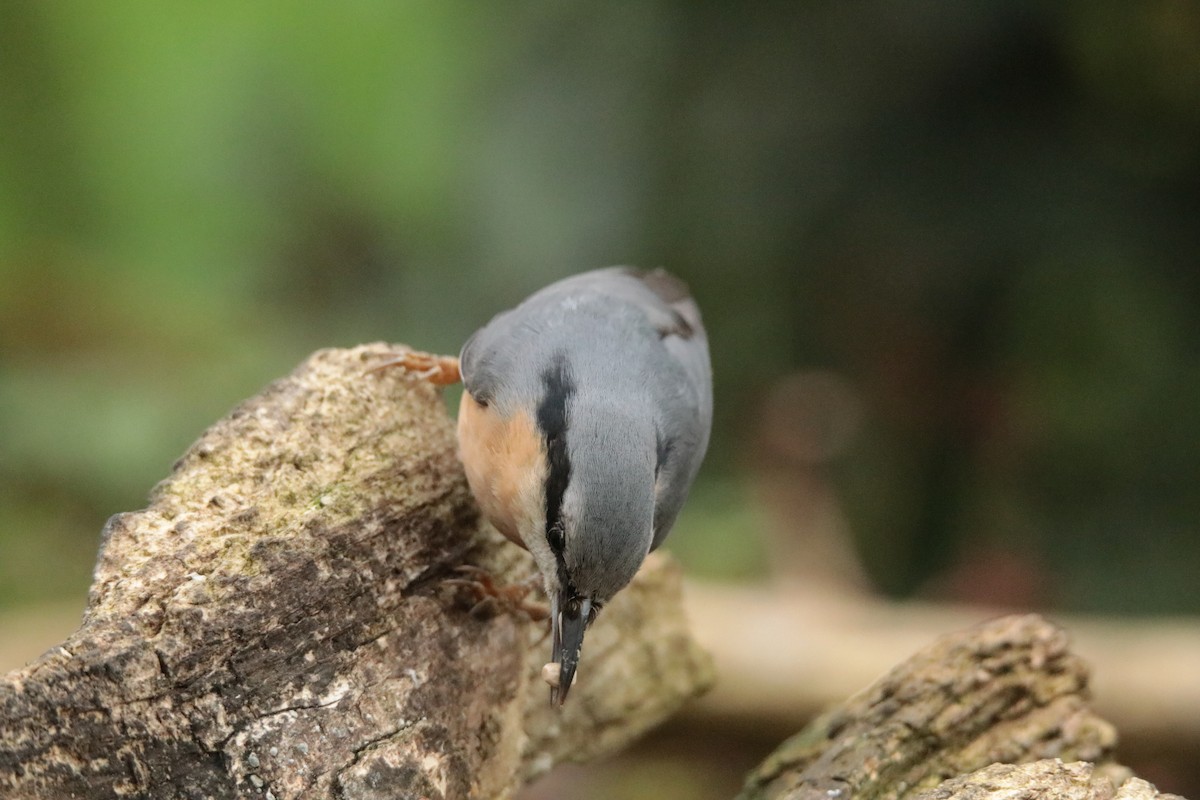 Повзик звичайний - ML645169965