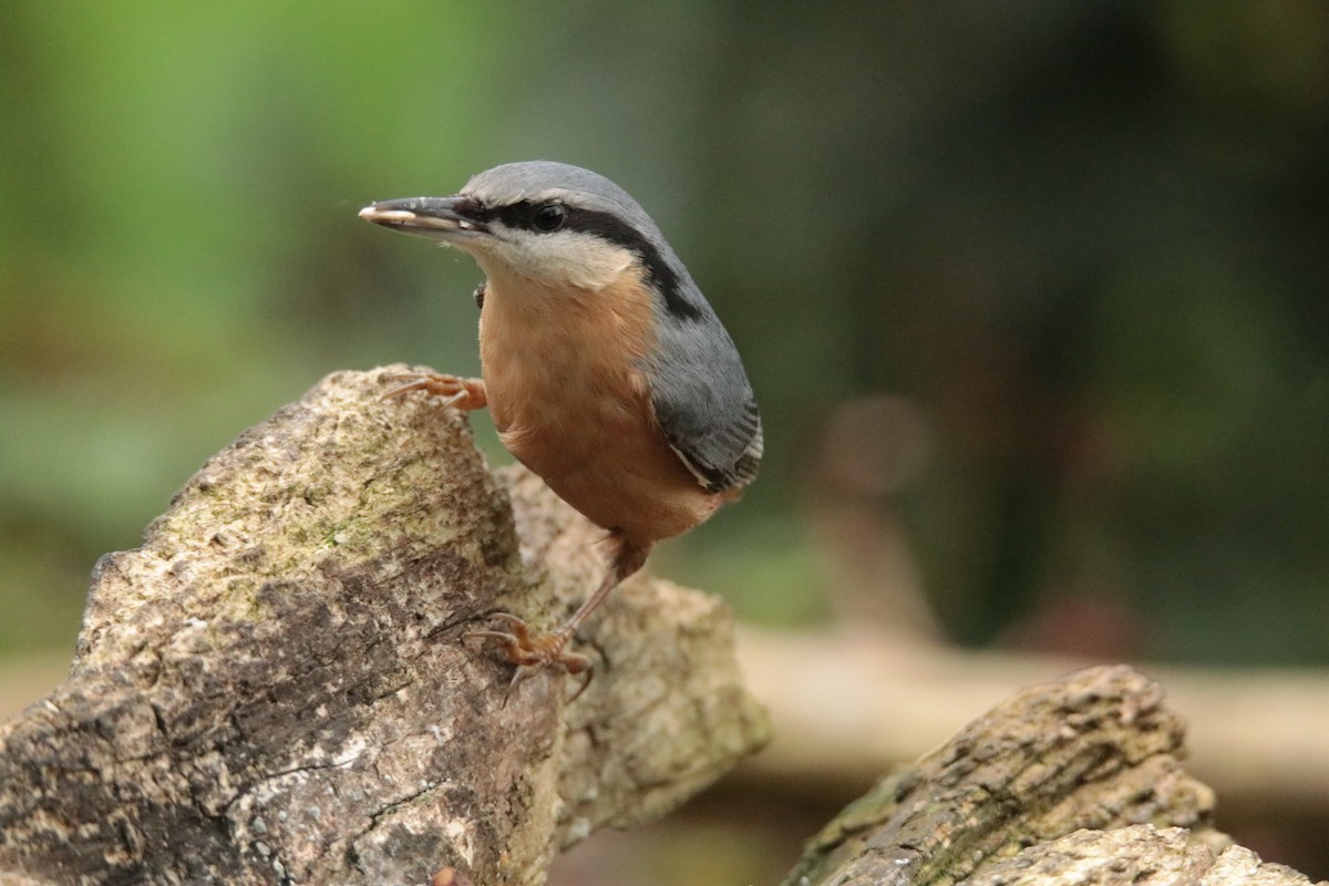 Повзик звичайний - ML645169966