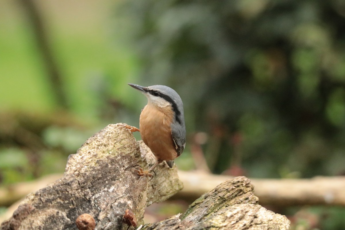 Повзик звичайний - ML645169967