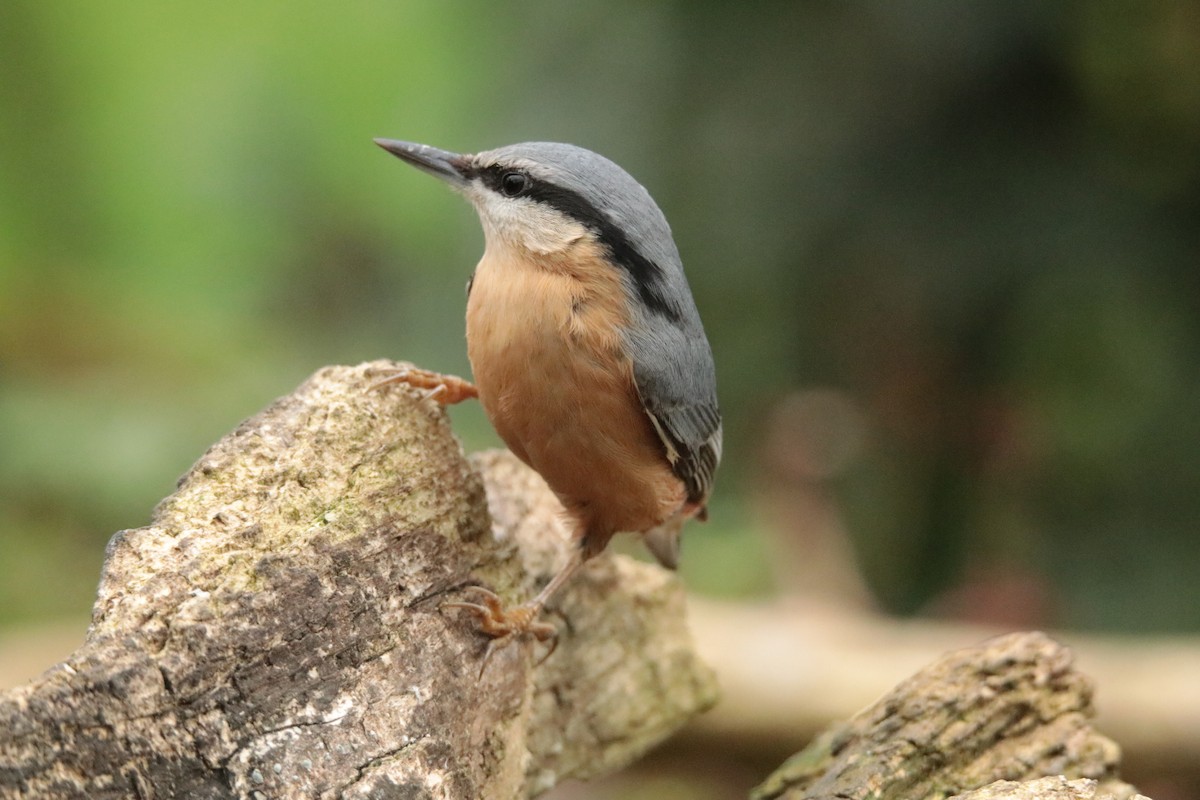 Повзик звичайний - ML645169968