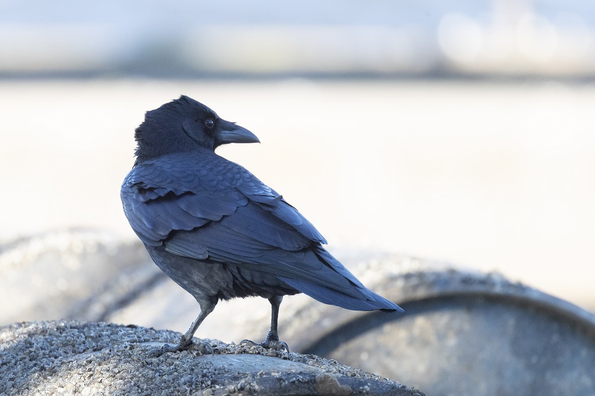 American Crow - ML645170009