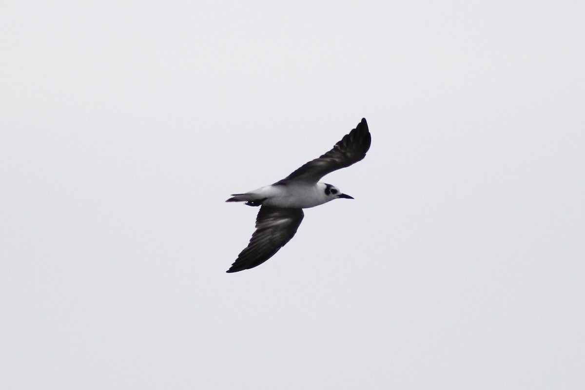 White-winged Tern - Krit Adirek