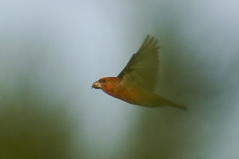 Parrot Crossbill - ML645170013