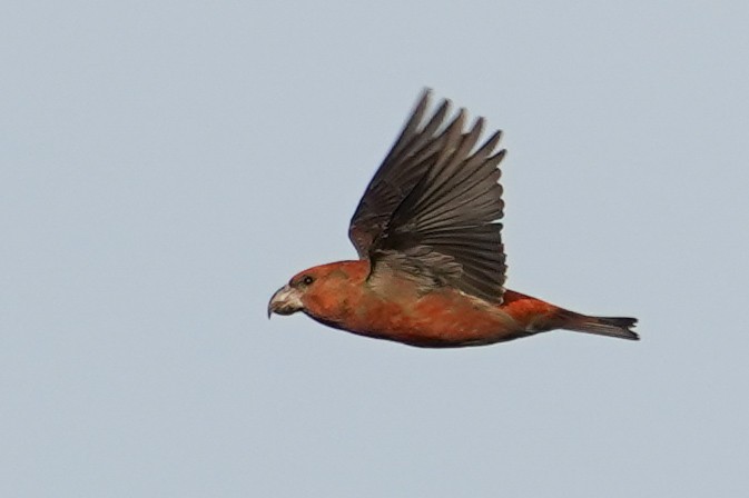 Parrot Crossbill - ML645170014