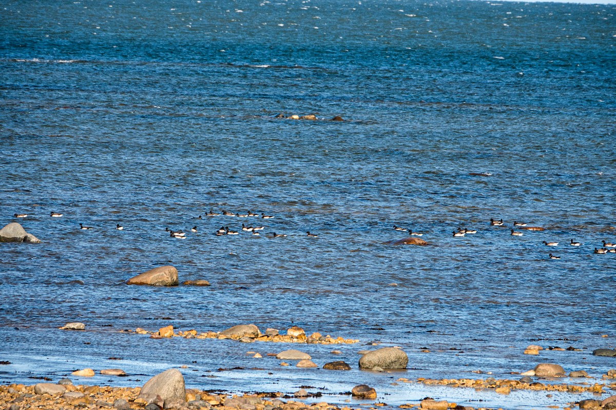 Branta musubeltza - ML645170016