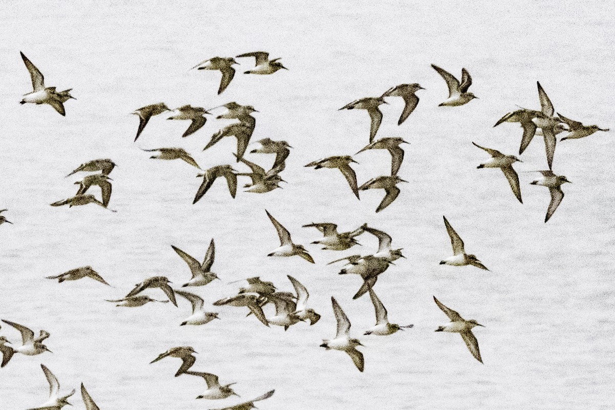 Txirri zuria - ML645170017