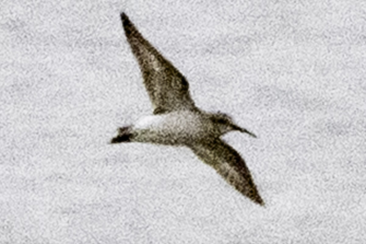 Txirri zuria - ML645170020