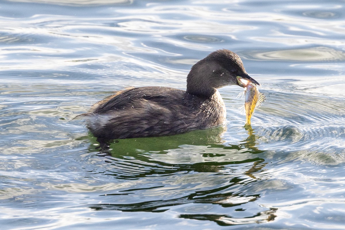 Little Grebe - ML645170021