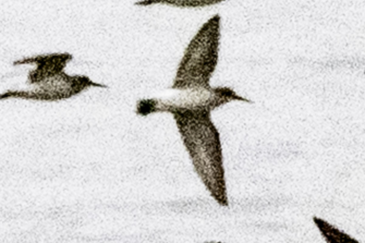 Txirri zuria - ML645170022