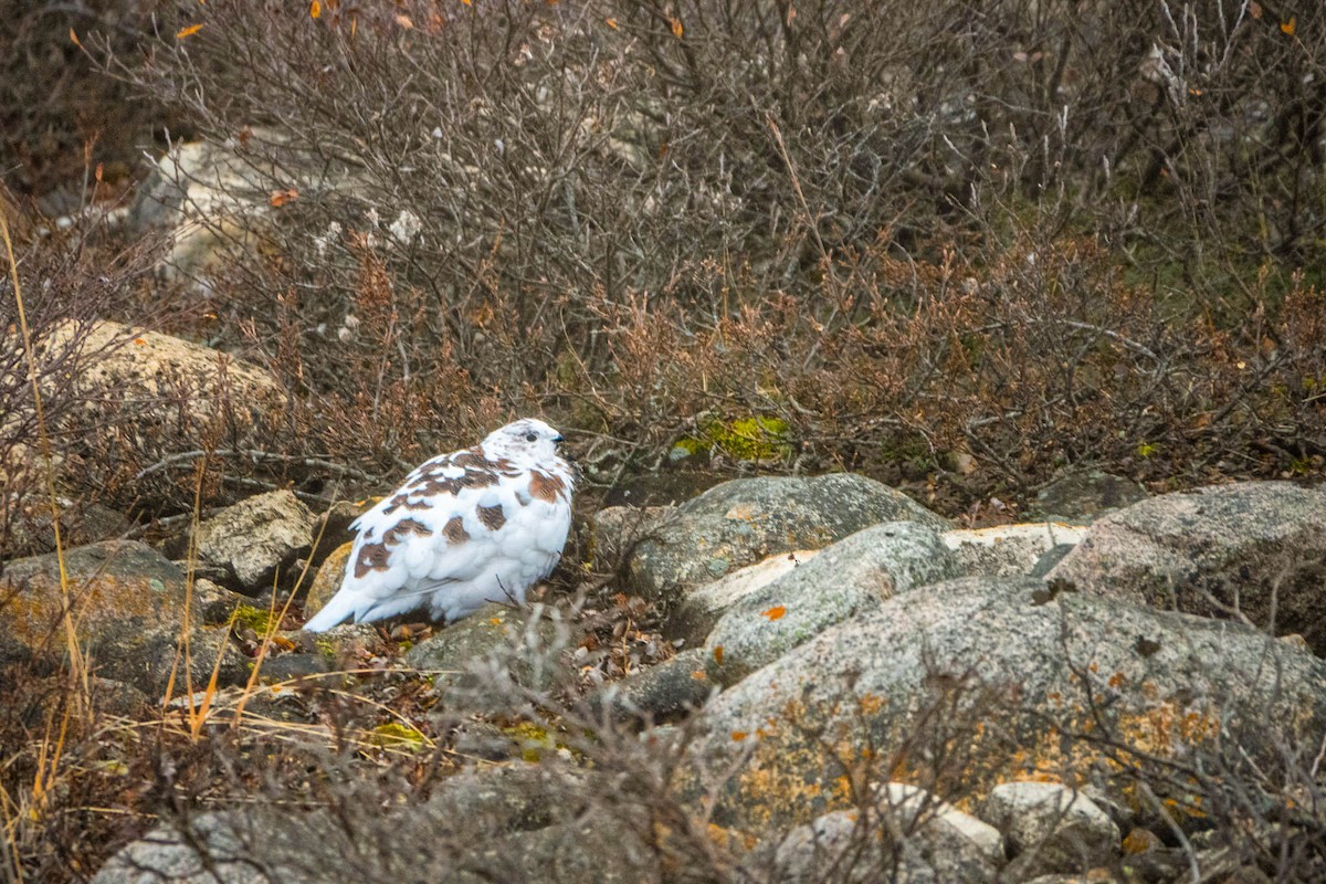 Lagopède des saules - ML645170023