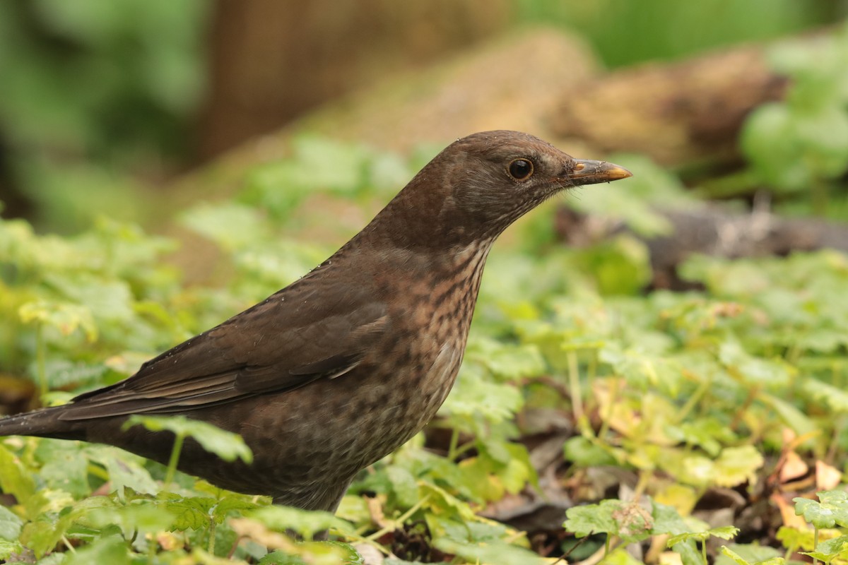 Eurasian Blackbird - ML645170026