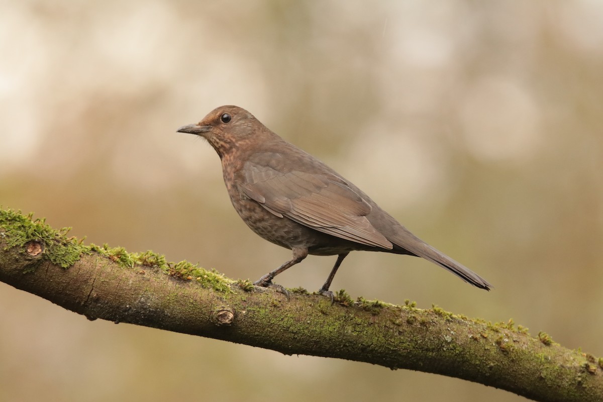 Eurasian Blackbird - ML645170027