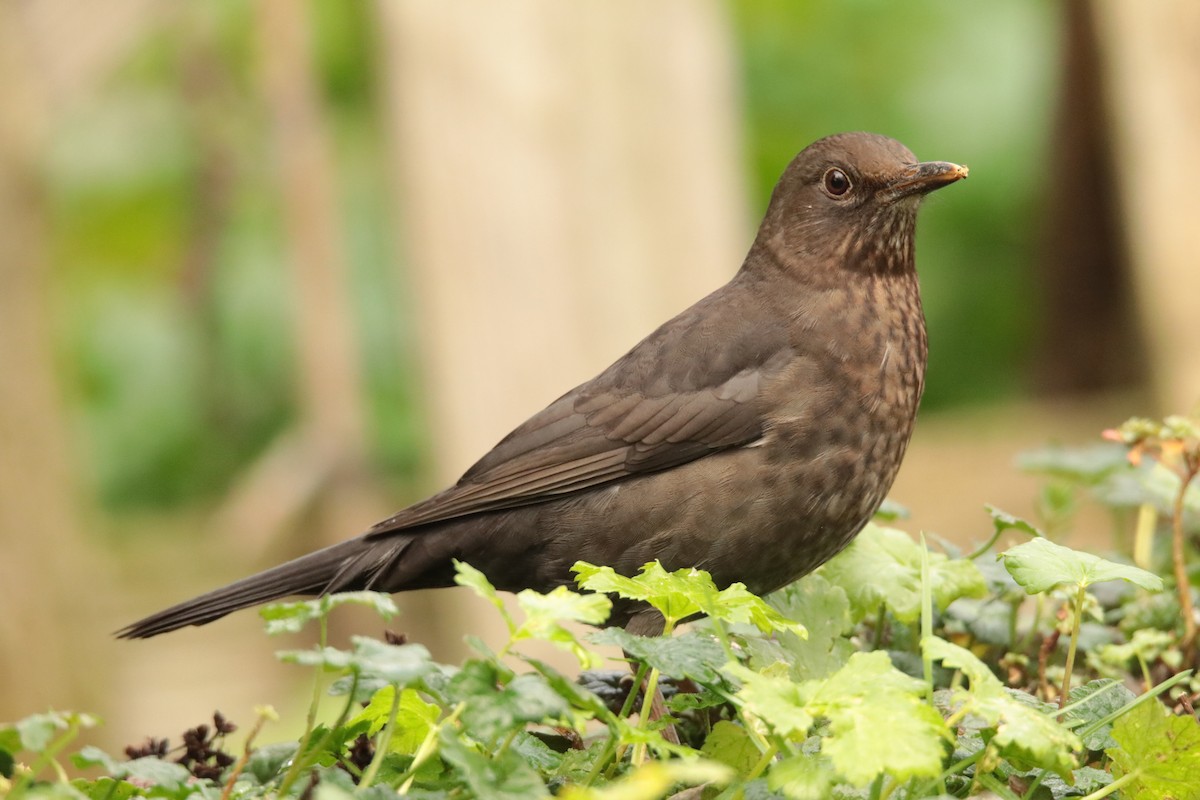 Eurasian Blackbird - ML645170028