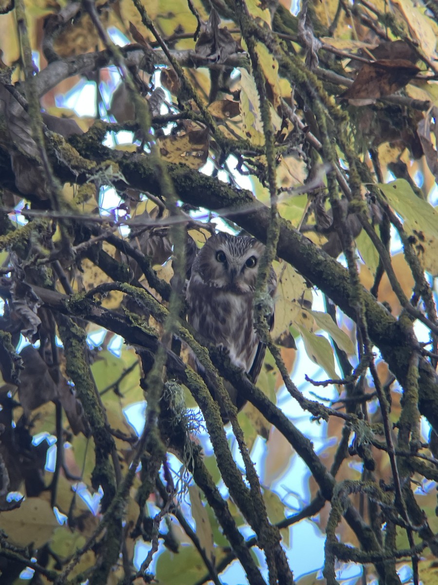 Northern Saw-whet Owl - ML645170030