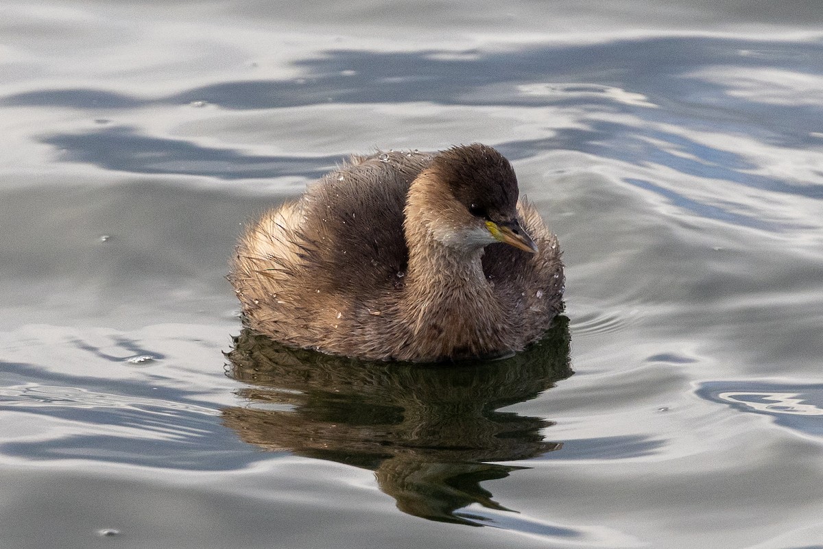 Little Grebe - ML645170032