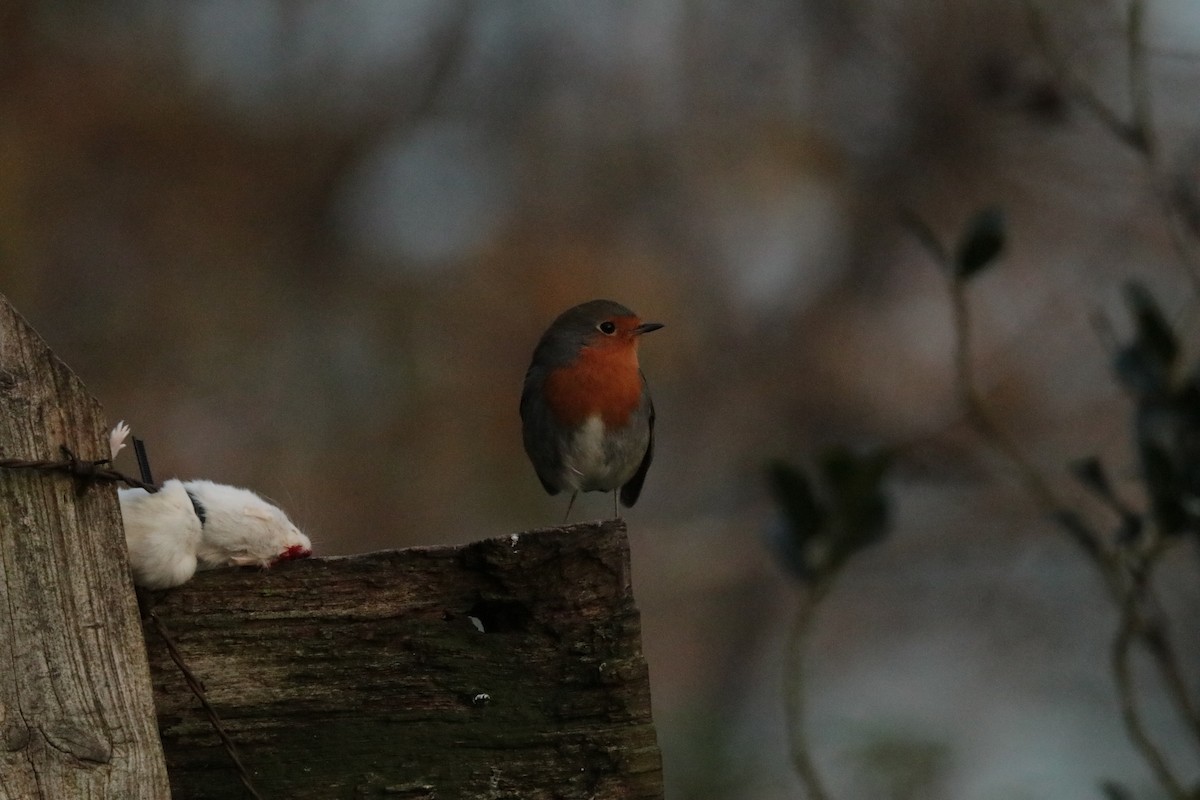 European Robin - ML645170040