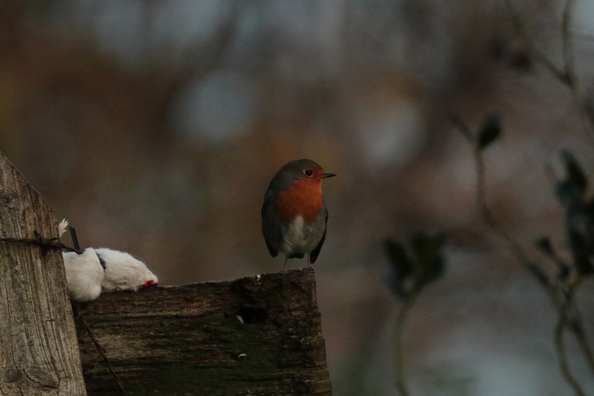 European Robin - ML645170041