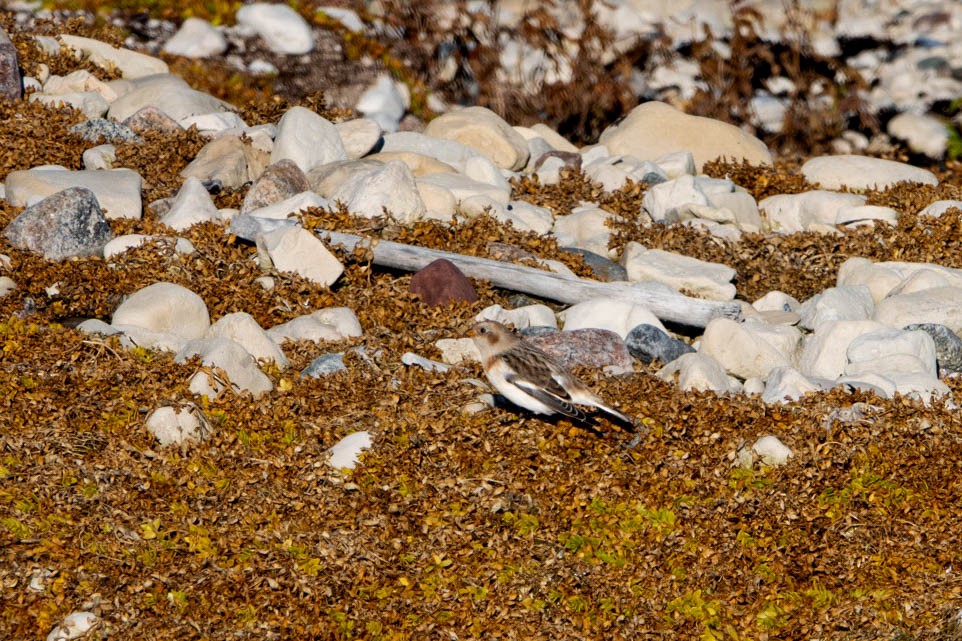 Elur-berdantza - ML645170042