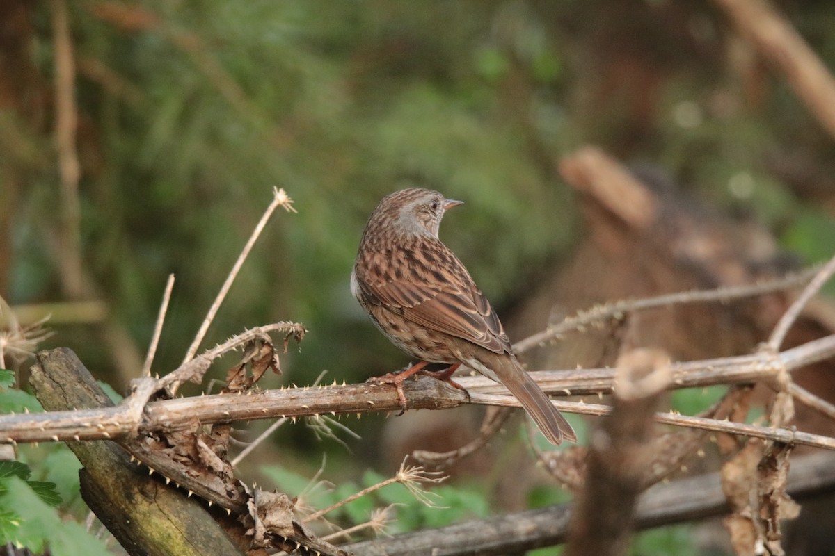 Accenteur mouchet - ML645170043