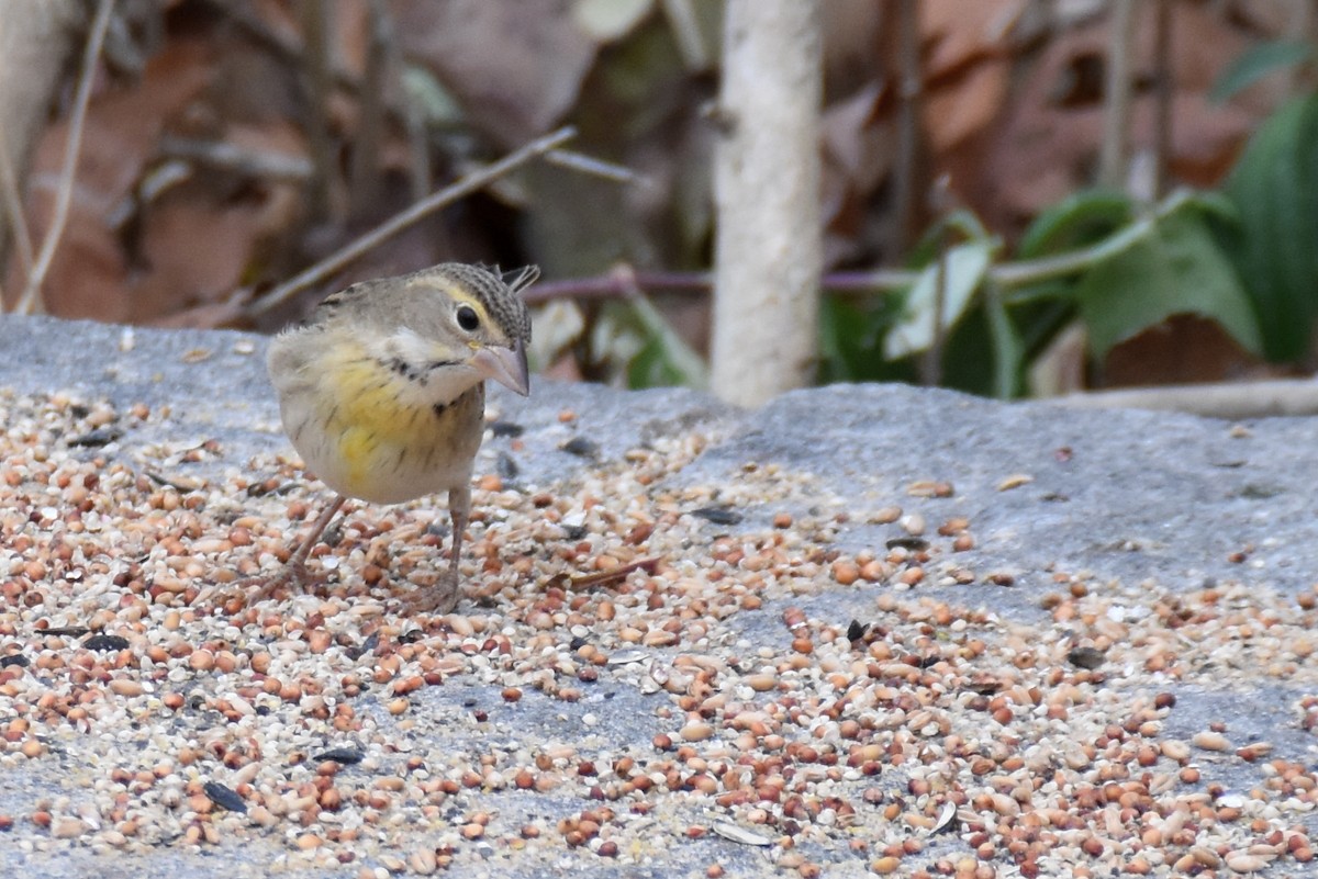 Dickcissel - ML645170044
