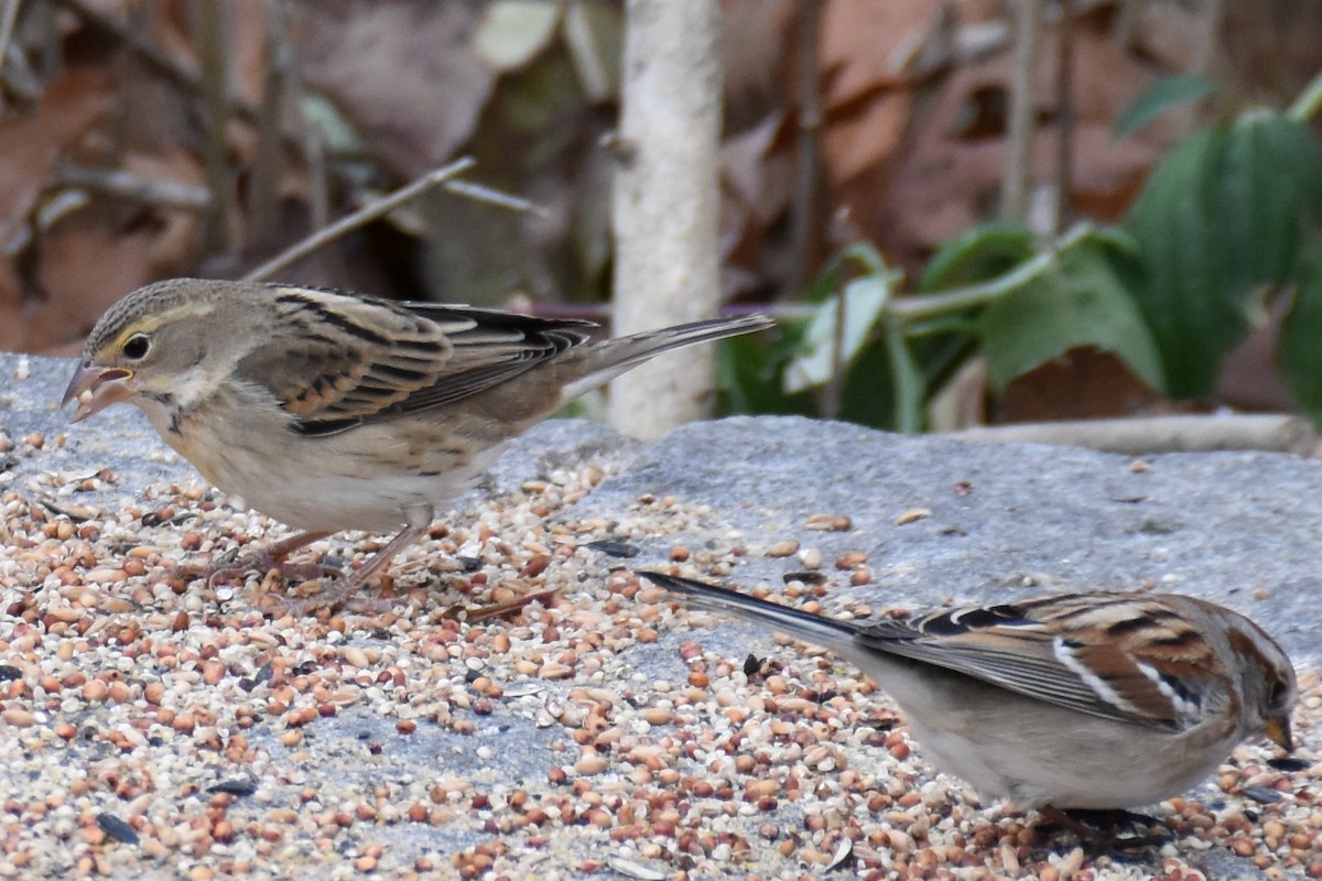 Dickcissel - ML645170046