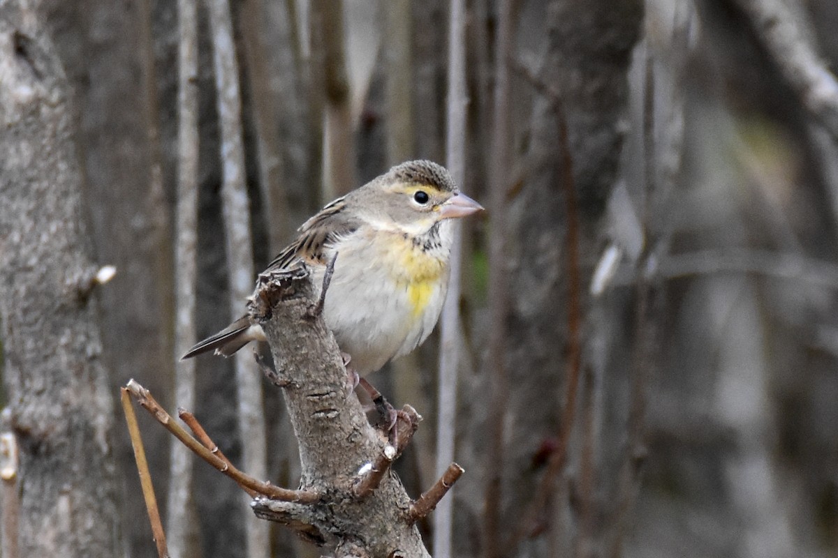 Dickcissel - ML645170048