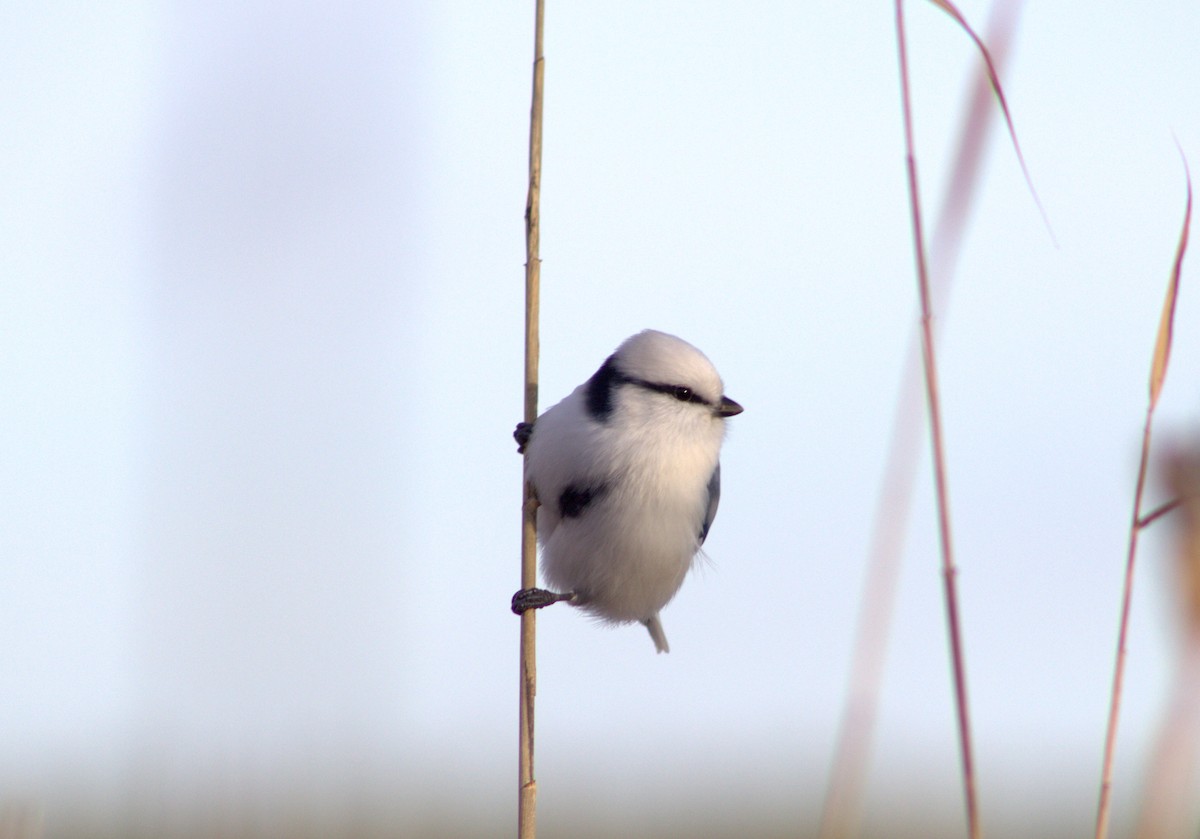 Azure Tit - ML645170058