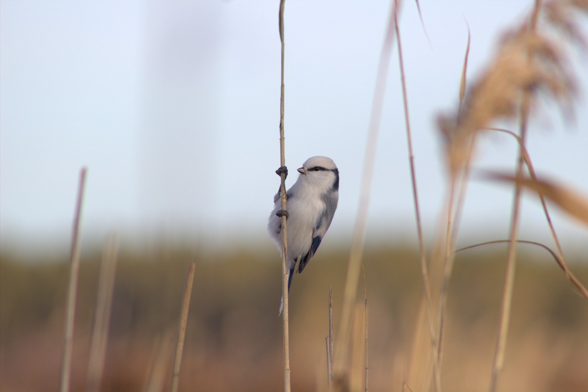 Azure Tit - ML645170059