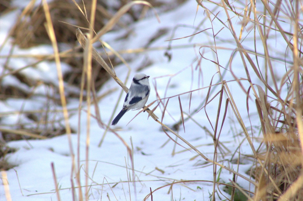 Azure Tit - ML645170060