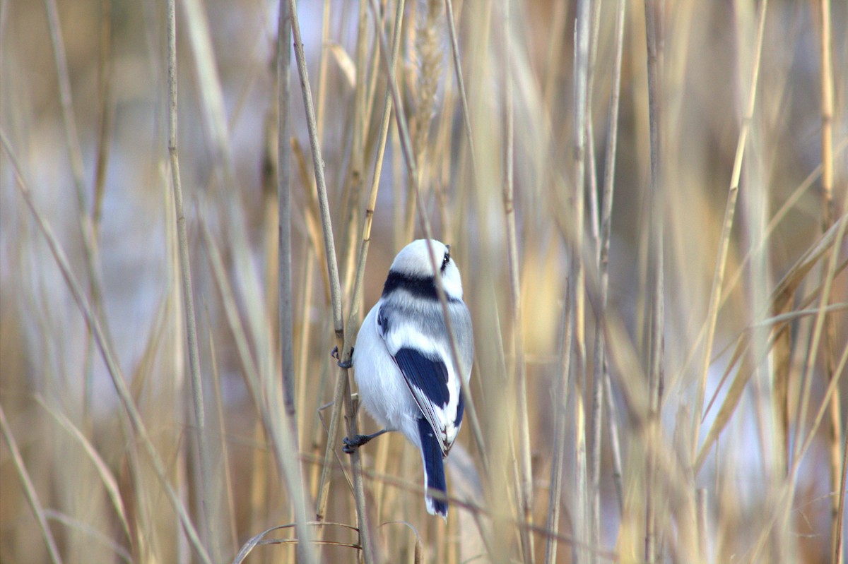 Azure Tit - ML645170061
