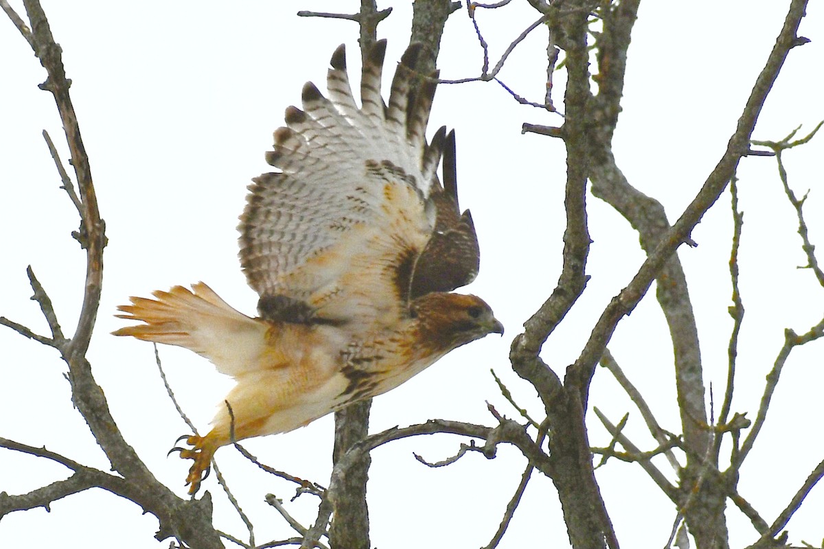 Red-tailed Hawk (abieticola) - ML645170063