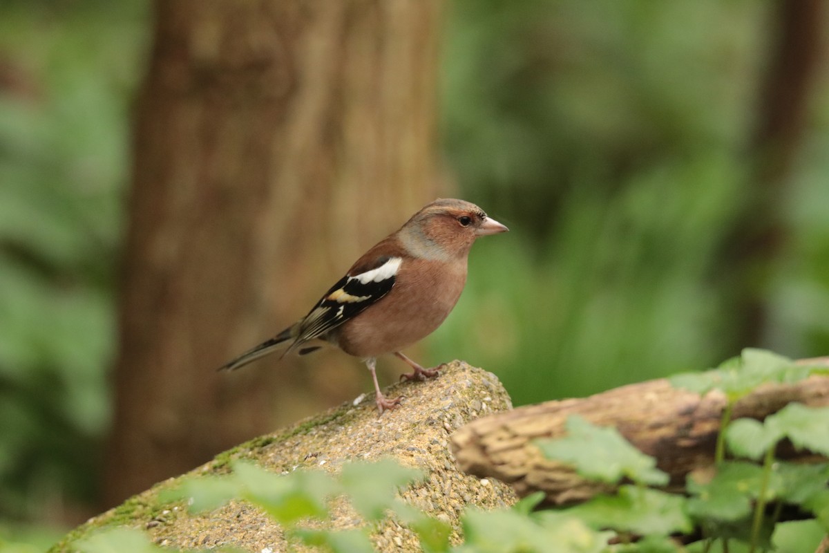 Common Chaffinch - ML645170076