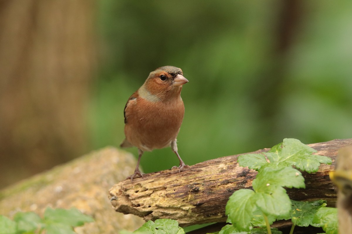 Common Chaffinch - ML645170077