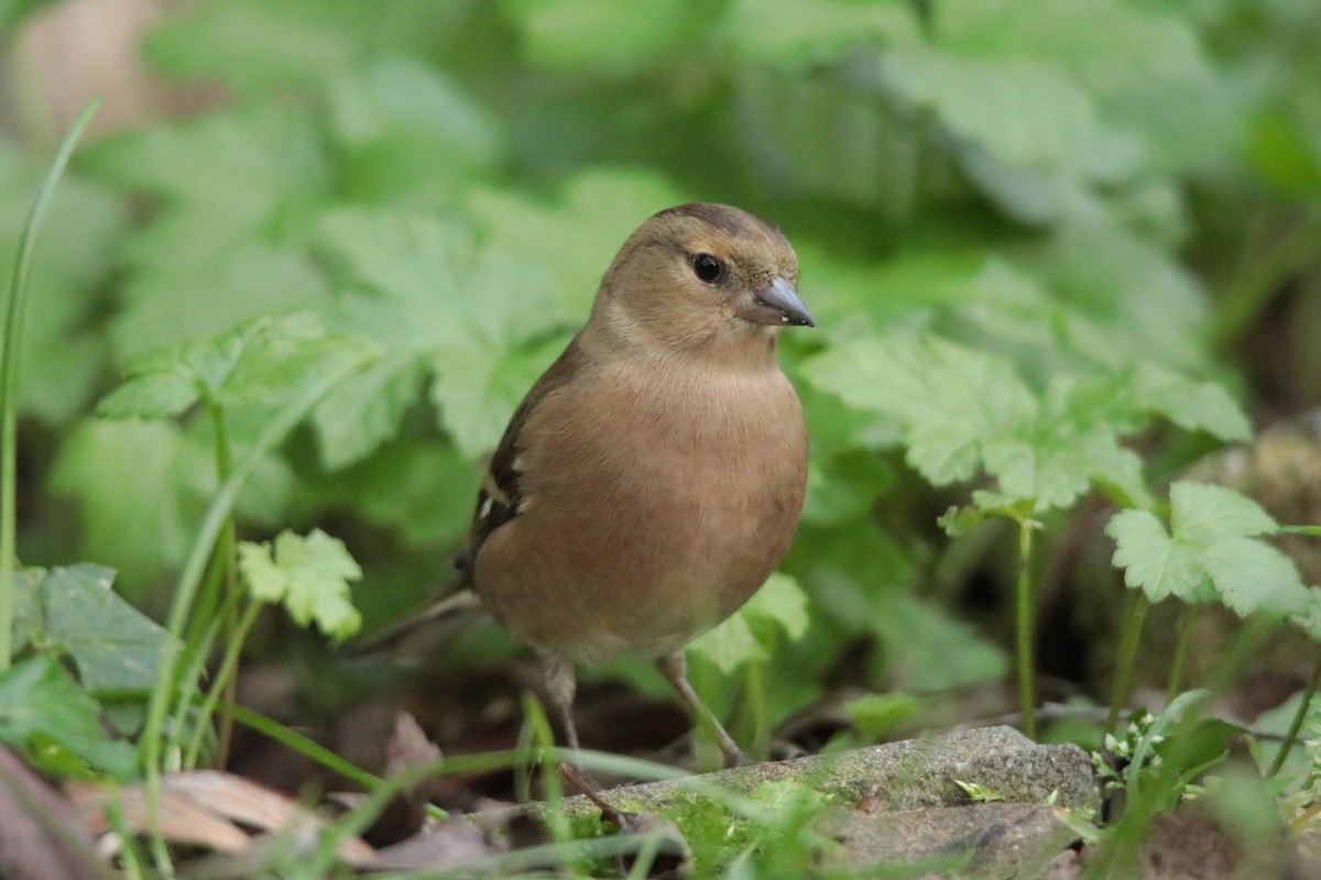 Common Chaffinch - ML645170078