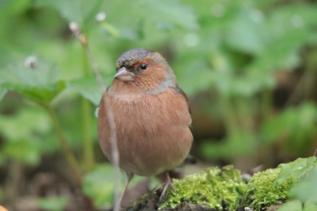 Common Chaffinch - ML645170079