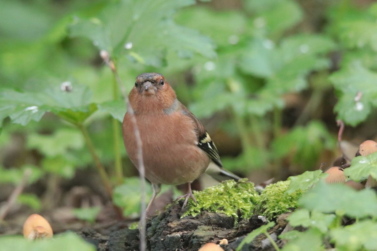 Common Chaffinch - ML645170080