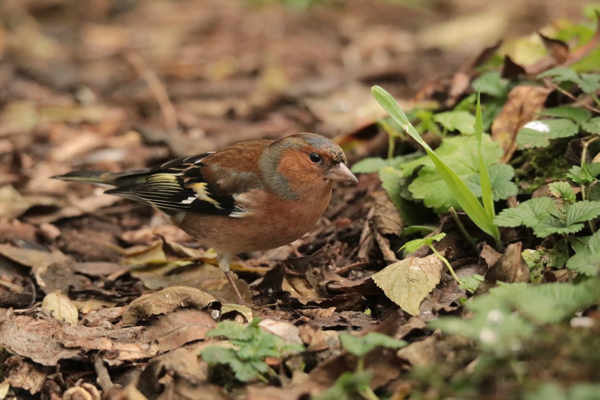 Common Chaffinch - ML645170081