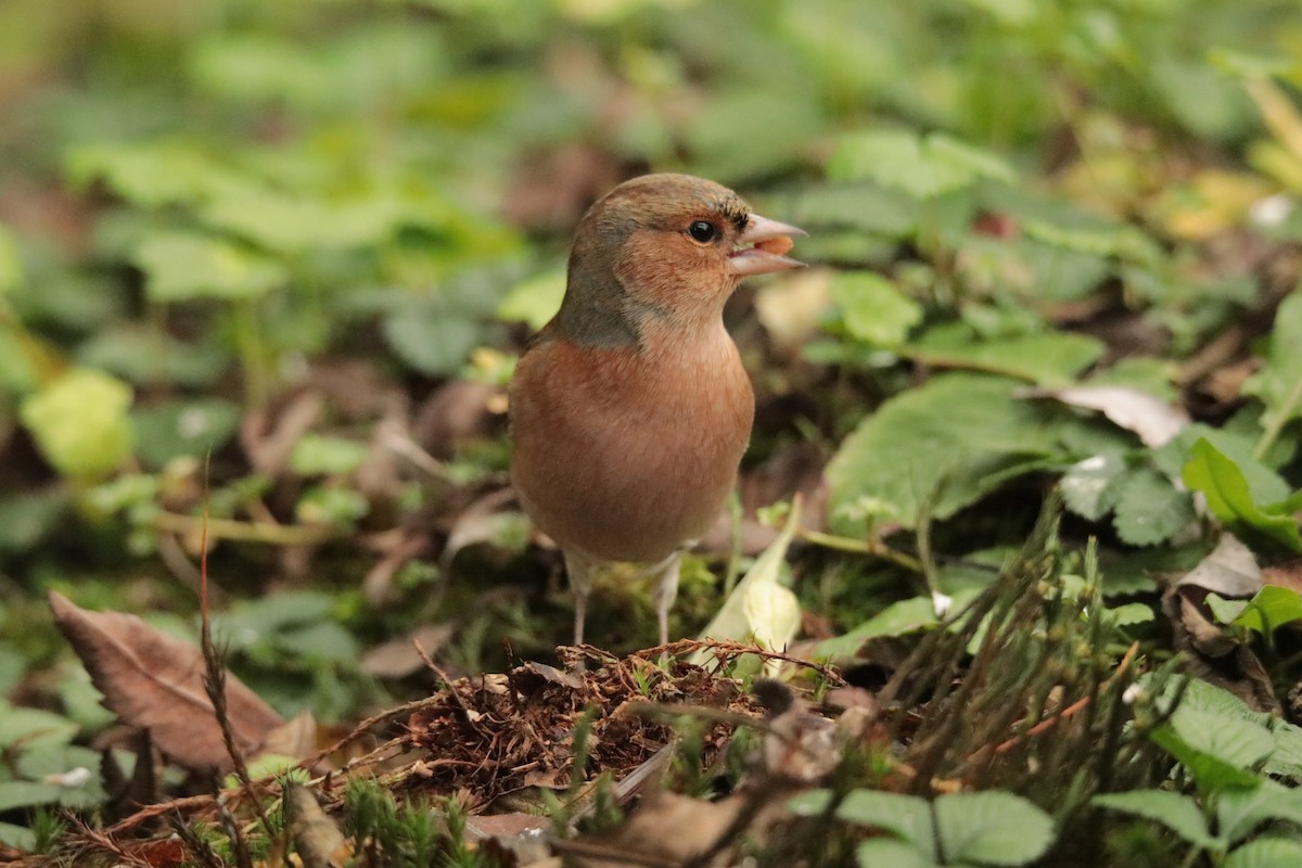 Common Chaffinch - ML645170082