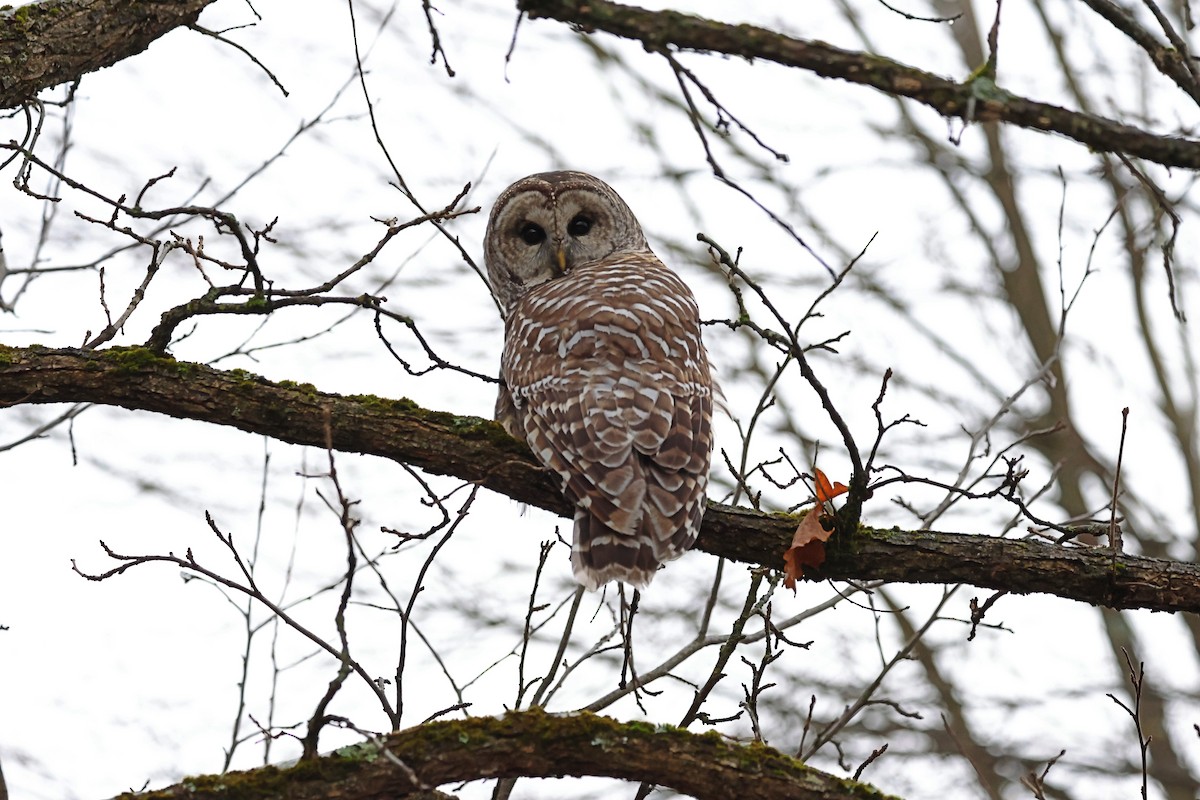 Barred Owl - ML645170084